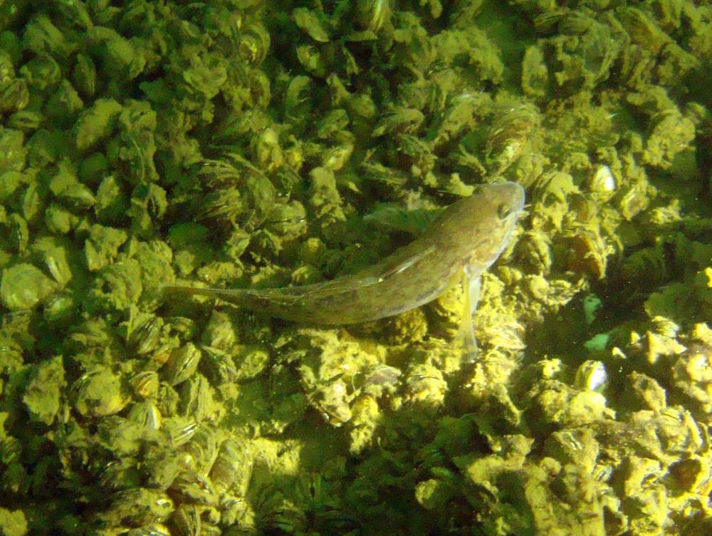 Album 20150621S085NeogobiusmelanostomusZwartbekgrondelvisplasKatwijk